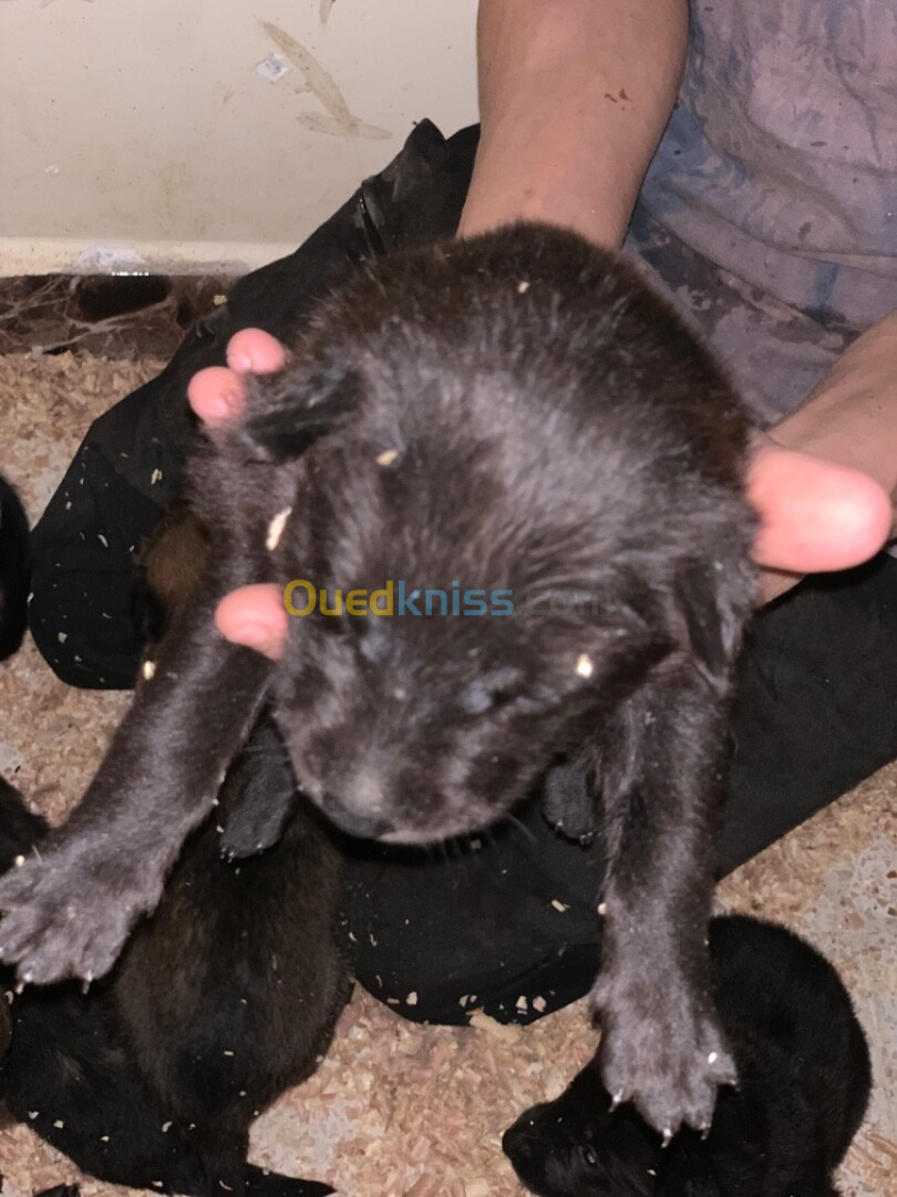 Chiots a vendre le père malinois bleu, le femelle malinois standart grand gabarit 