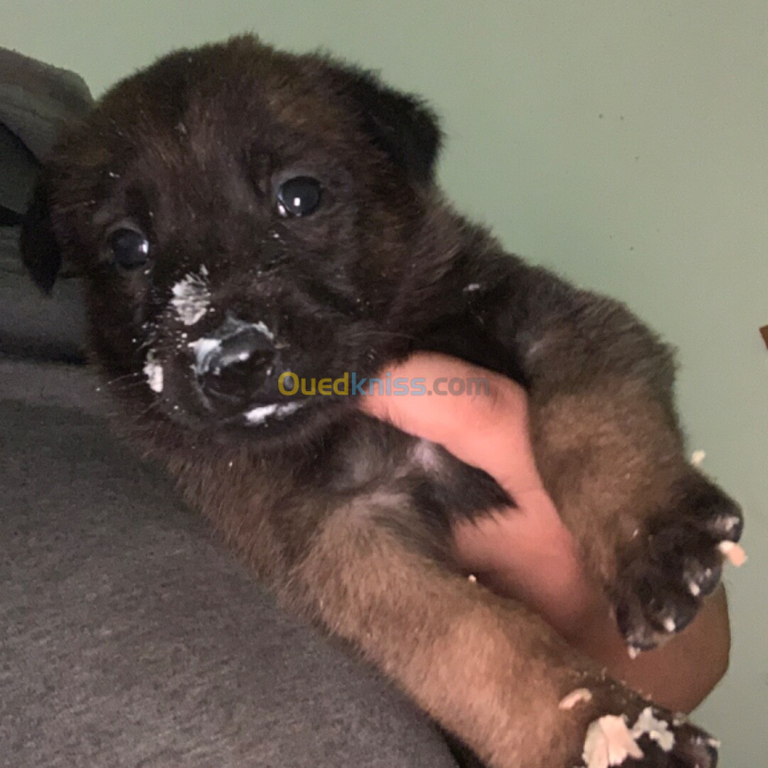 Chiots malinois a vendre 