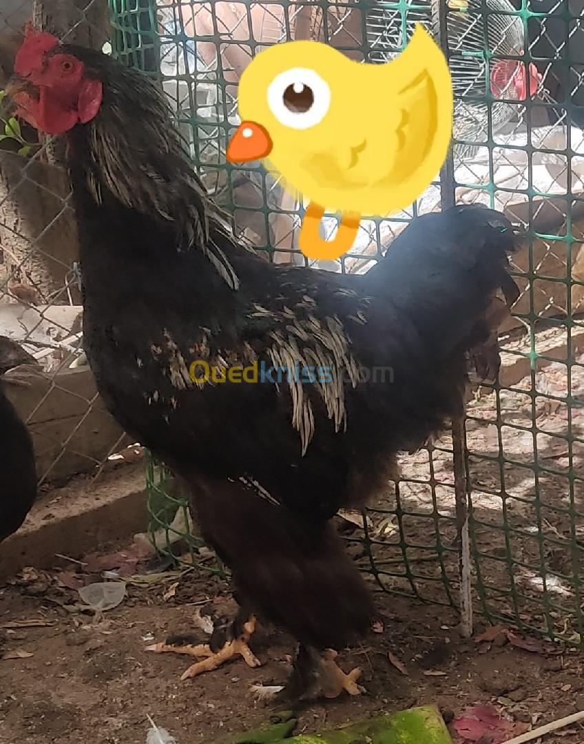 vente des oeufs brahma et coq سرادك براهما 