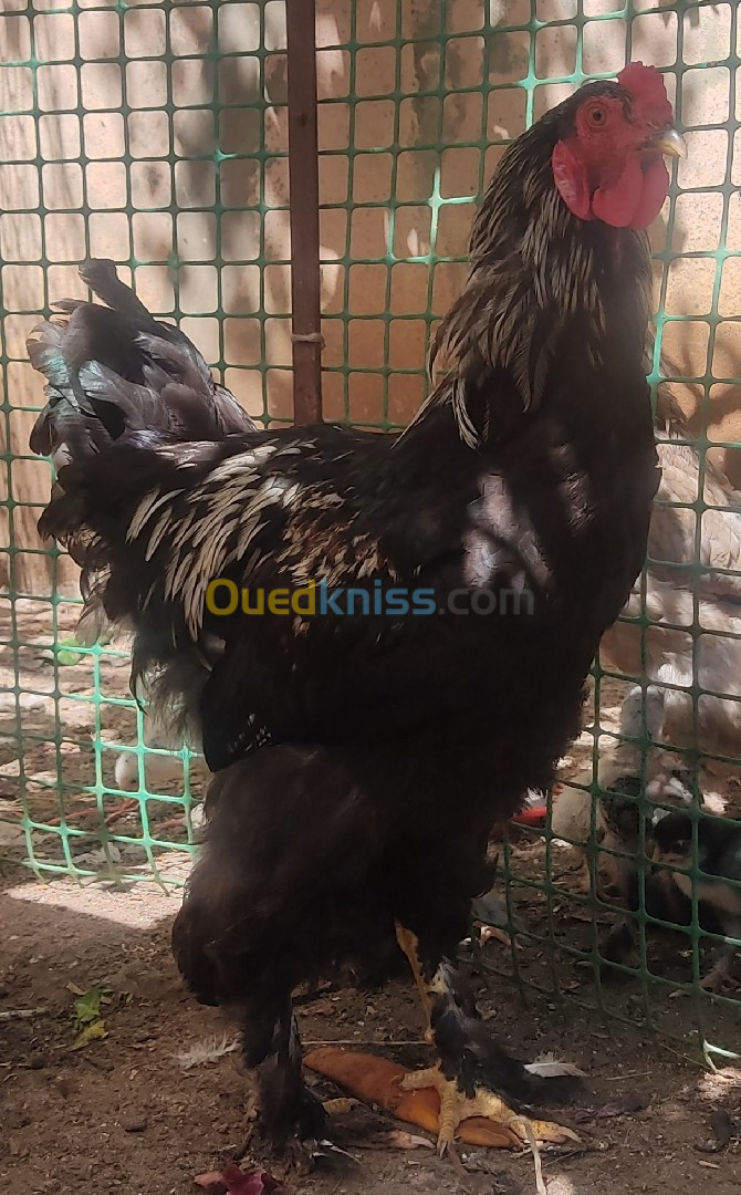 vente des oeufs brahma et coq سرادك براهما 