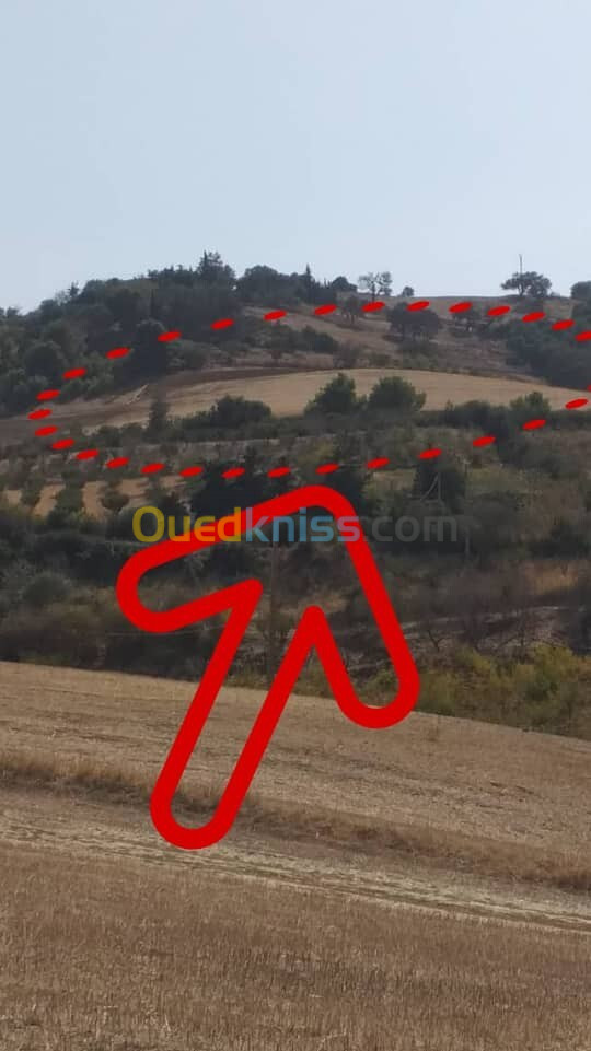 Vente Terrain Agricole Tipaza Sidi amar