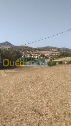 Vente Terrain Agricole Tipaza Sidi amar