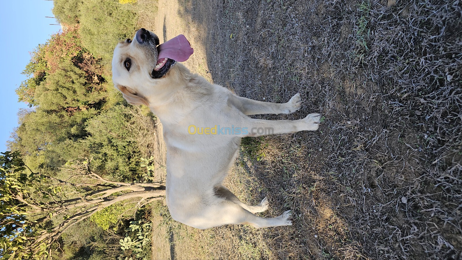 Une femelle labrador