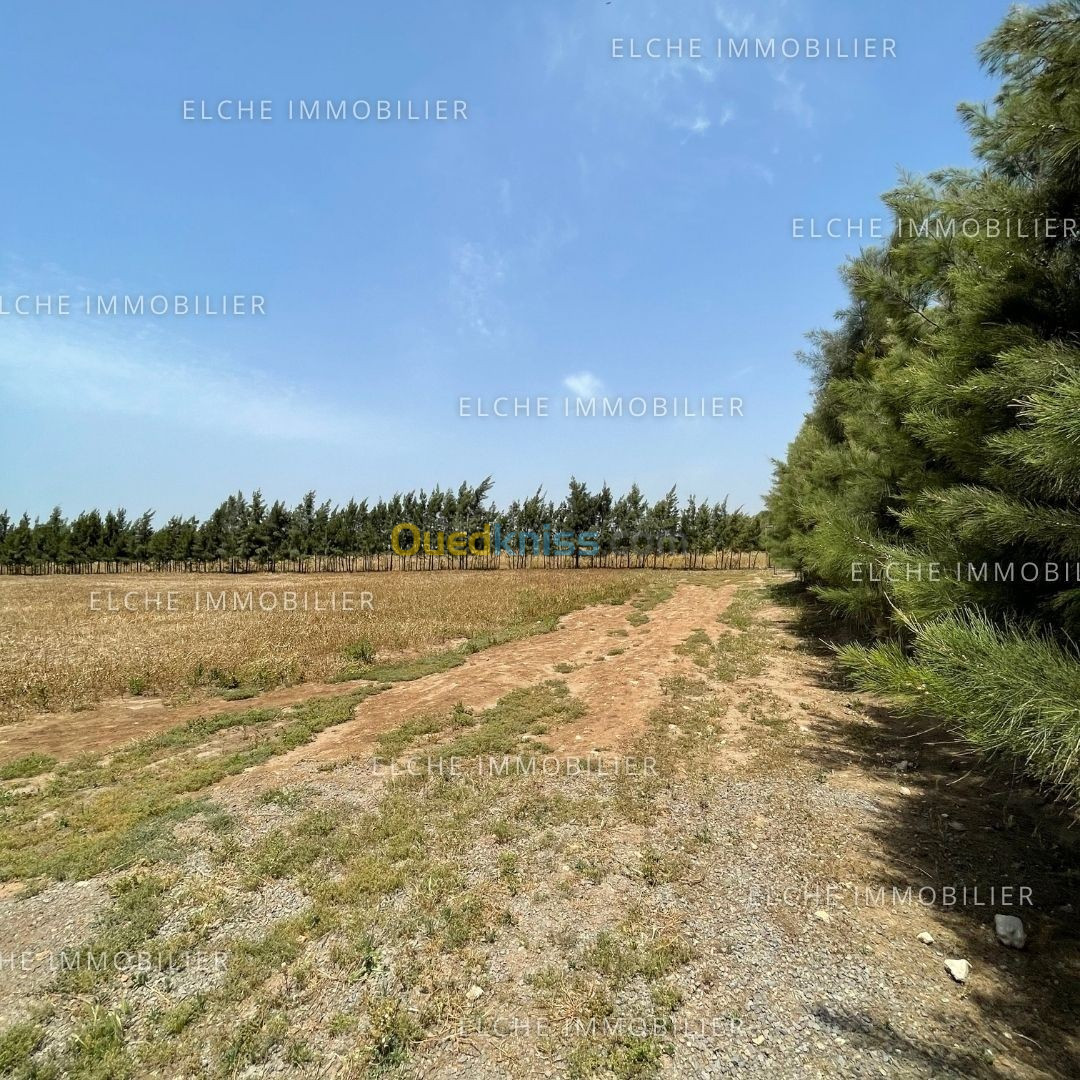 Vente Terrain Agricole Oran Ben freha