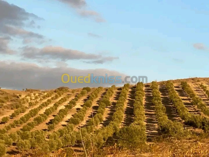 Vente Terrain Agricole Aïn Témouchent Ain kihal