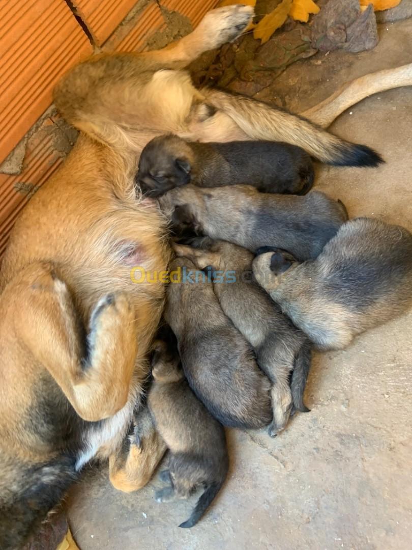 Chiot malinois X berger allemand 