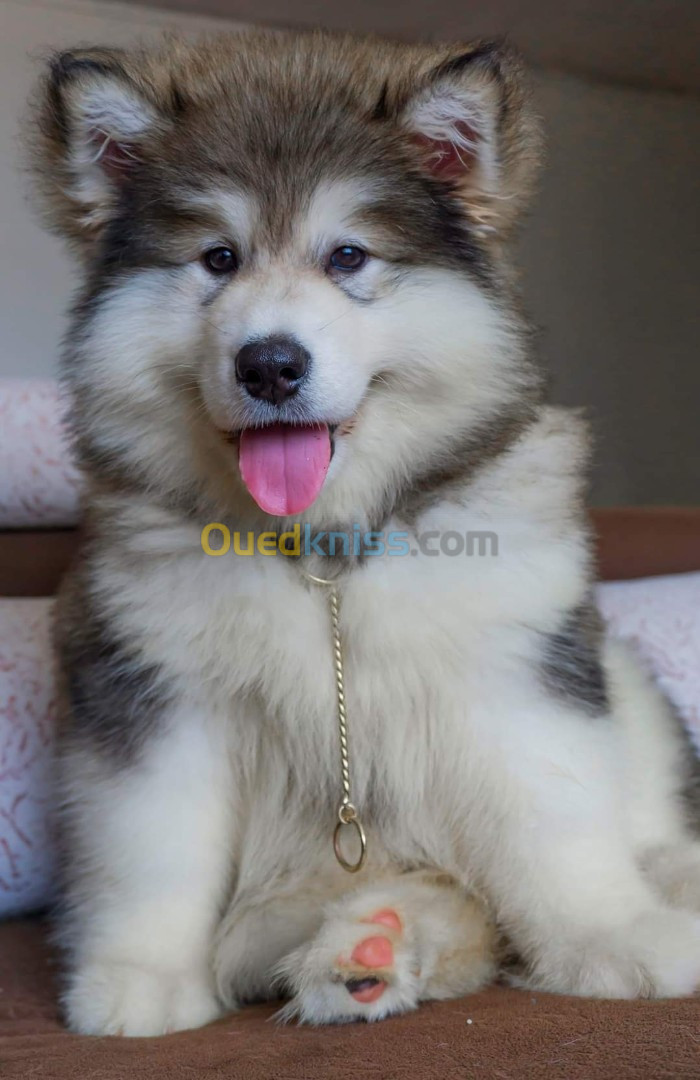 Husky Malamute 