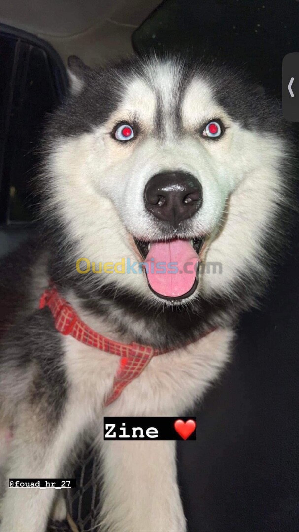 Male husky top a vendre alger