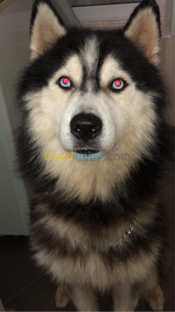 Male husky top a vendre alger