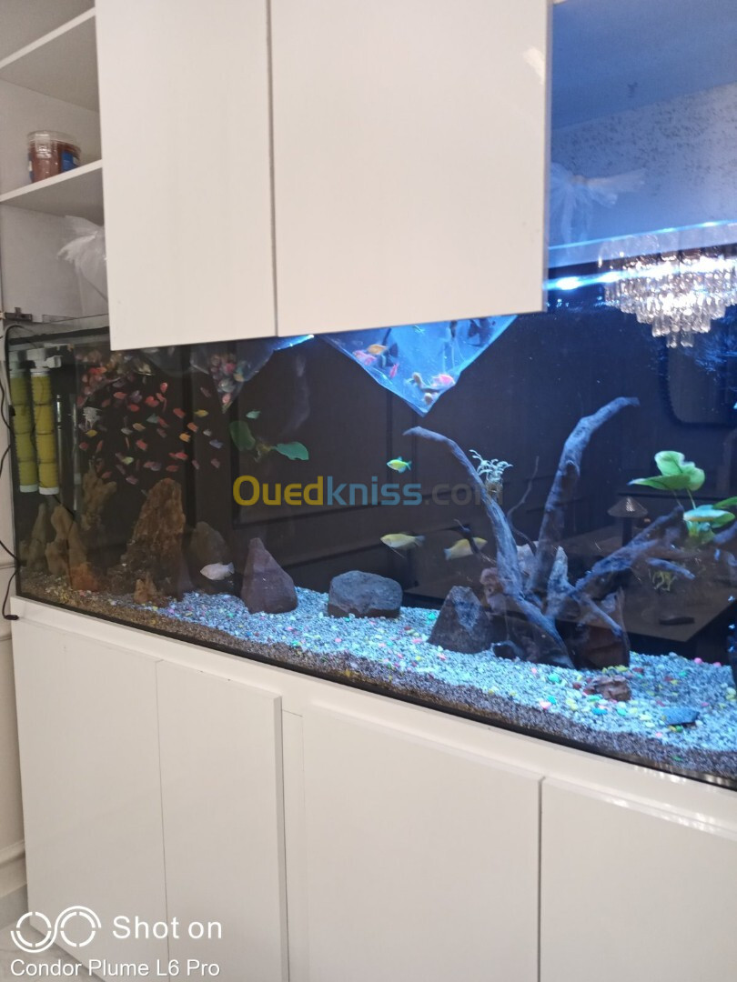 Conception d'aquarium sur mesure, équipements et accessoires, poissons et entretien 