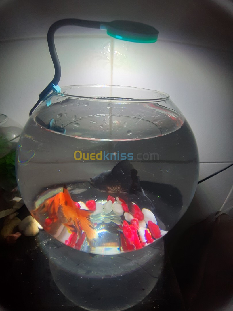 Aquabocal avec 2 Poisson et néant 