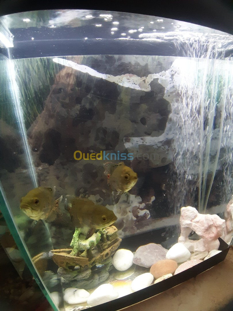 Jolie Aquarium 40 litres avec Poissons et accessoires complet 