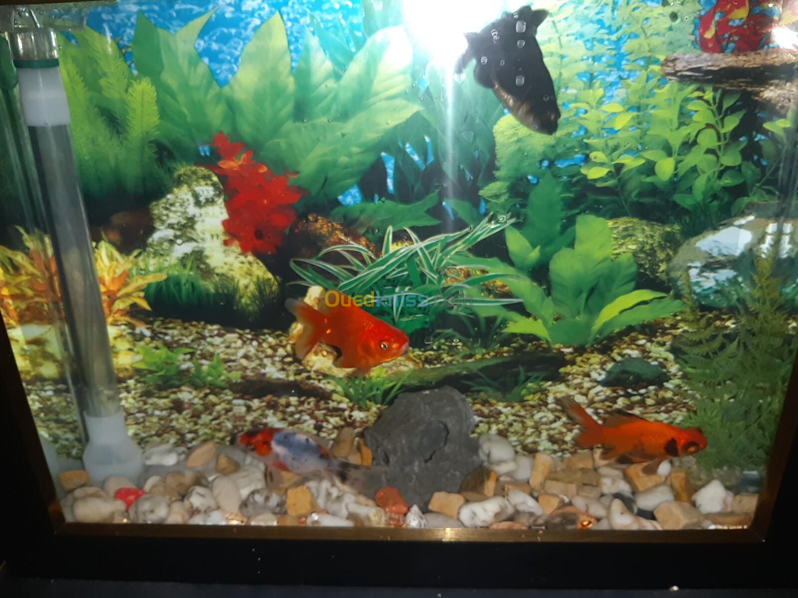 Aquarium plasma 52cm avec Poissons et accessoires complet 