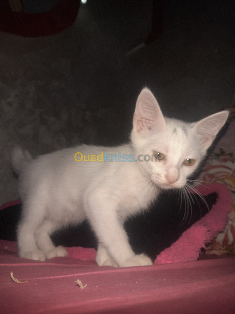 Chat angora Turk blanche femelle de 2 mois