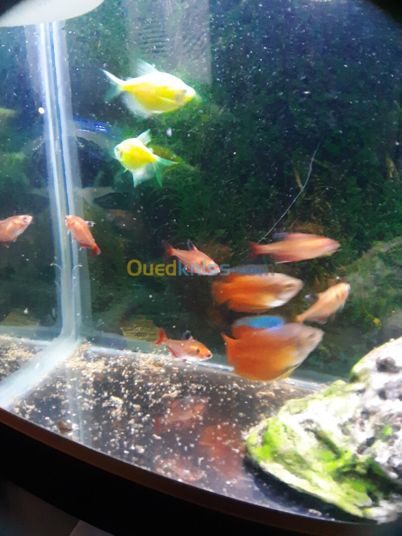 Aquarium 80cm avec meuble équipé avec Poissons 