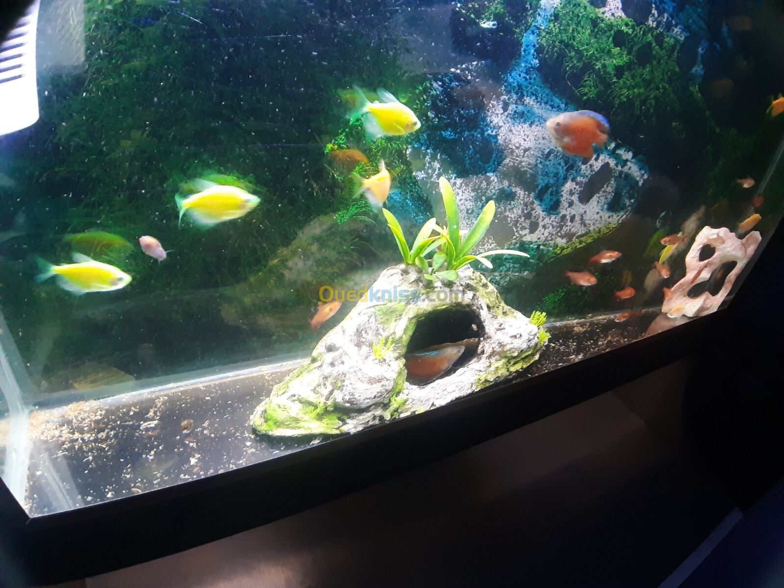 Aquarium 80cm avec meuble équipé avec Poissons 