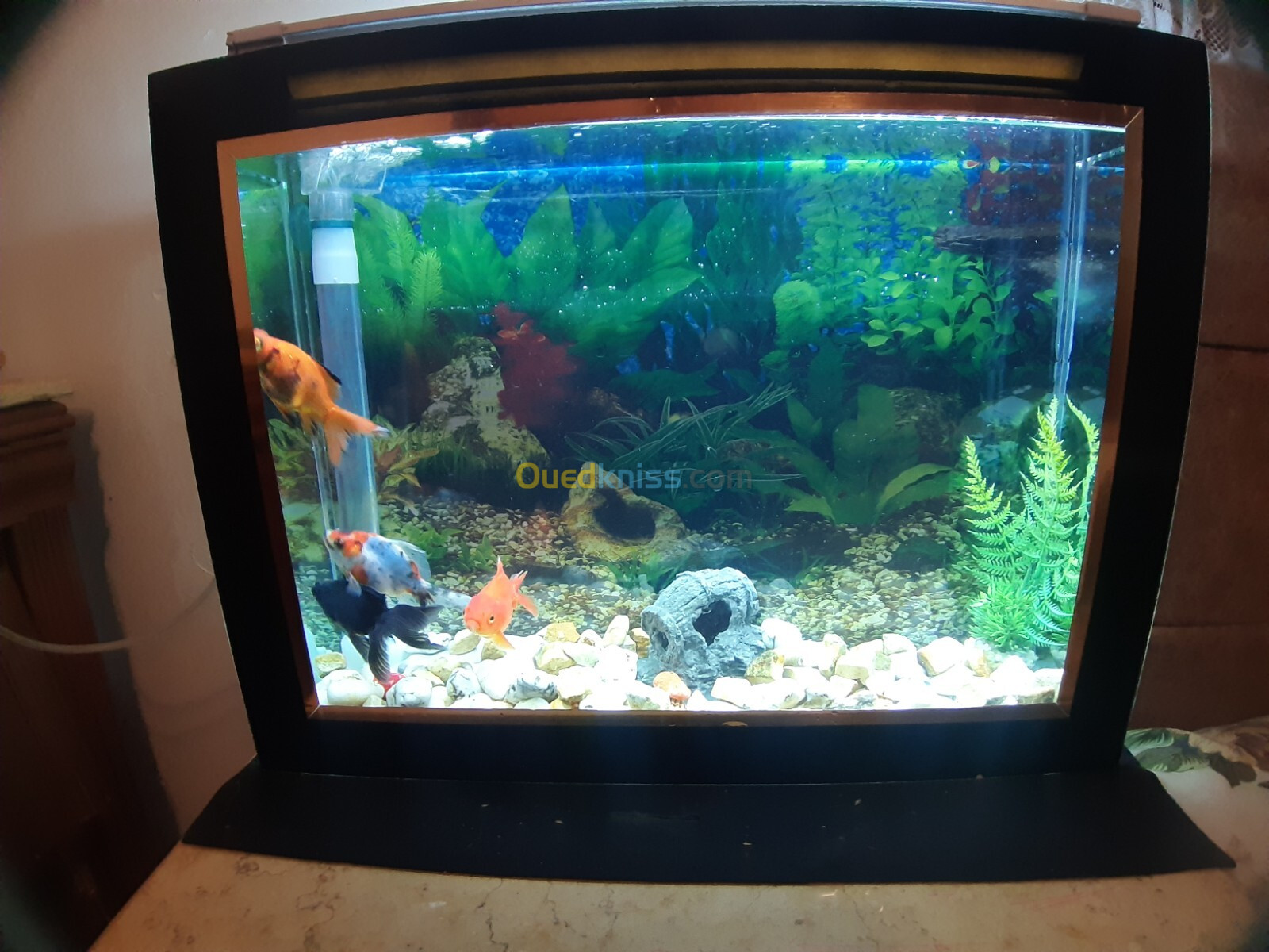 Aquarium plasma avec Poissons et accessoires complet 