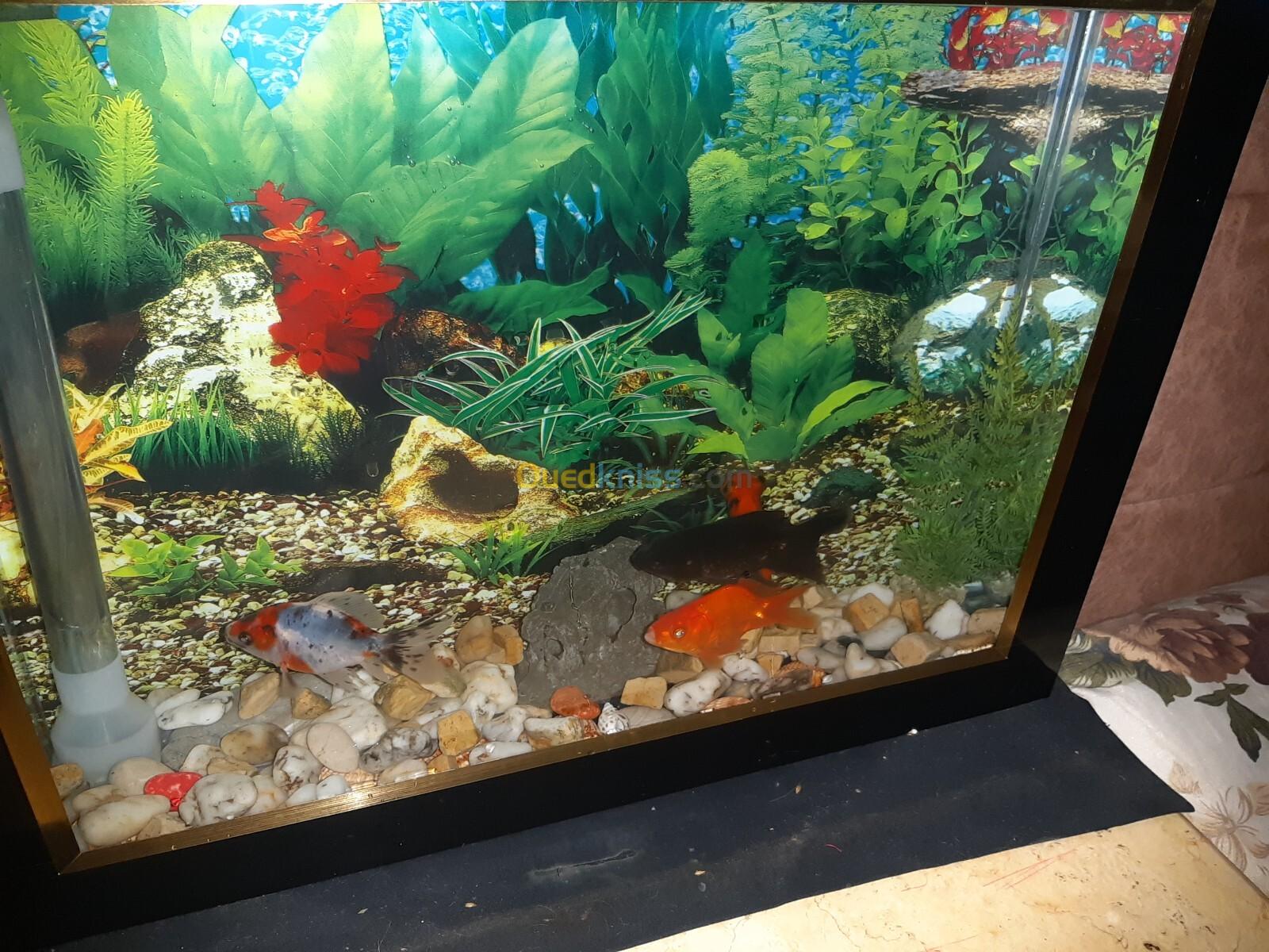 Aquarium plasma 52cm avec Poissons et accessoires complet 