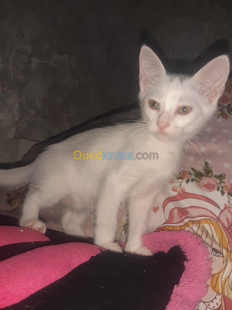 Chat angora Turk blanche femelle de 2,5 mois