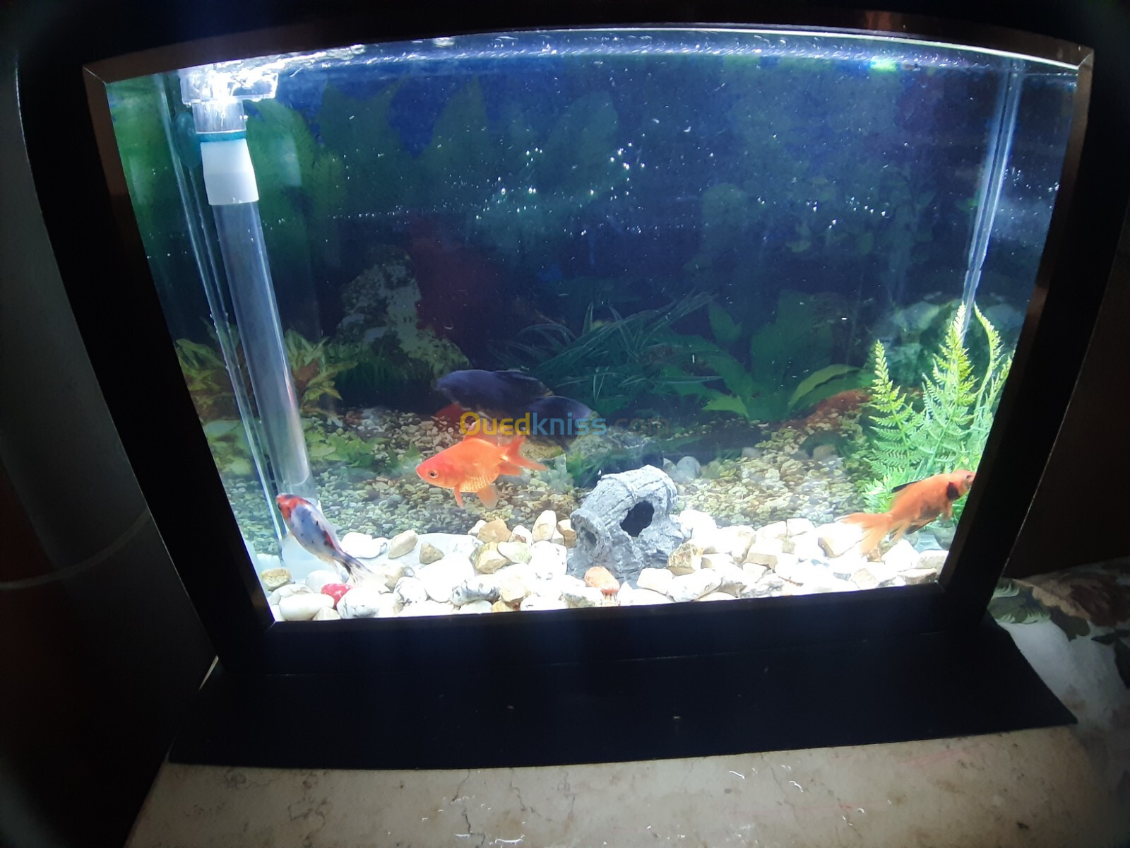 Aquarium plasma avec Poissons et accessoires complet 