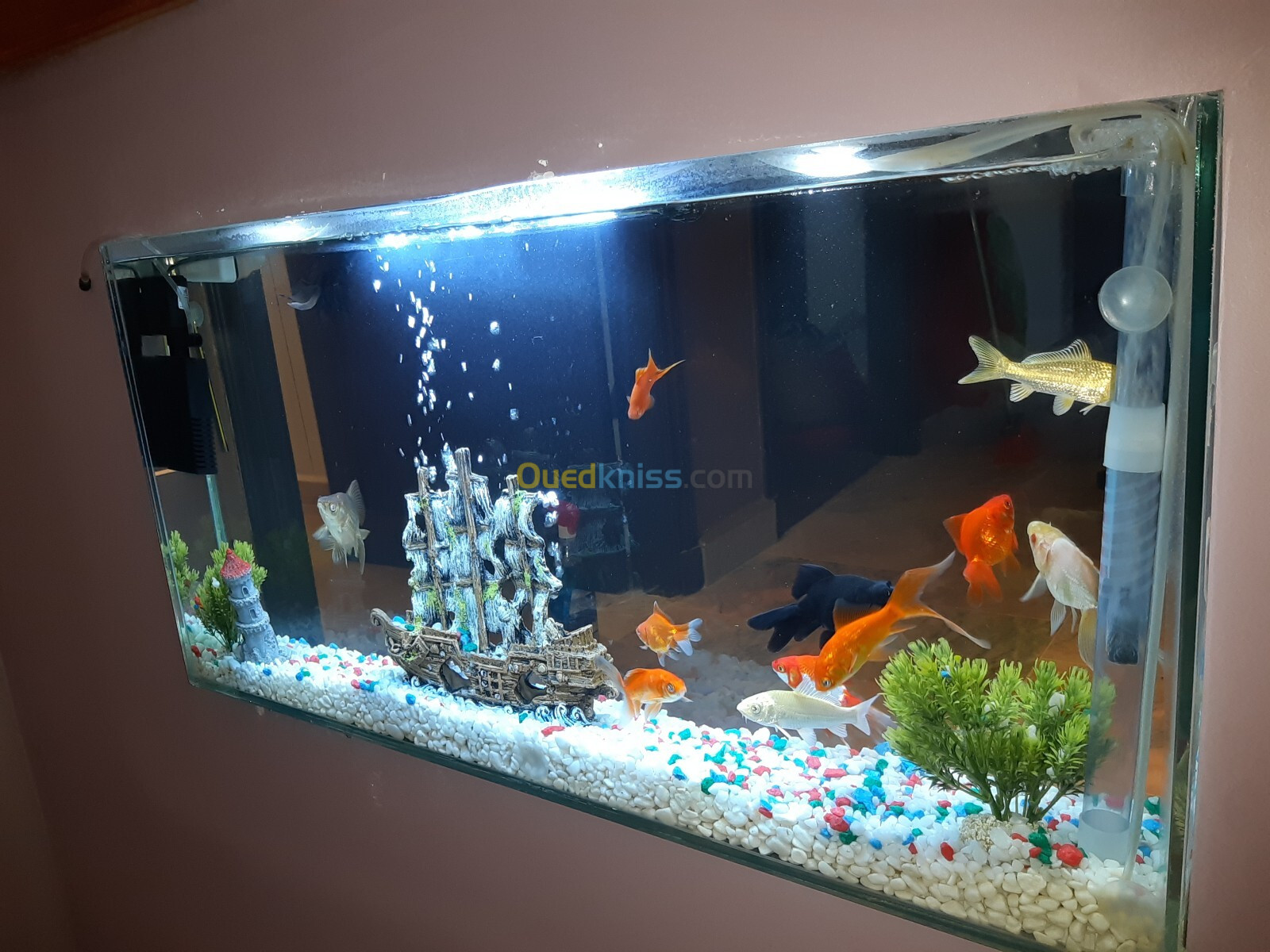 Conception d'aquarium sur mesure, équipements et accessoires, poissons et entretien 