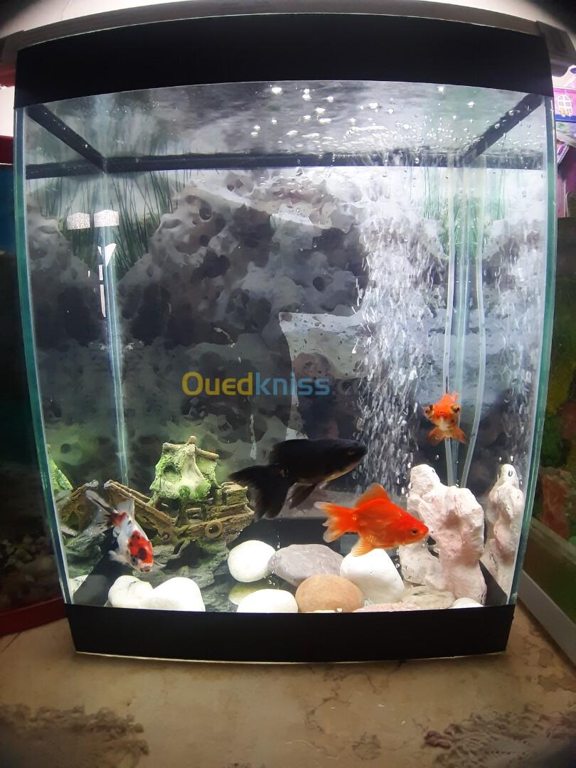 Aquarium 40 litres avec Poissons et accessoires complet 