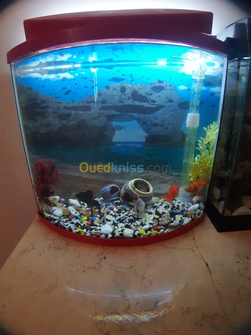 Aquarium 40 litres Façade bombée, avec Poissons et accessoires complet 