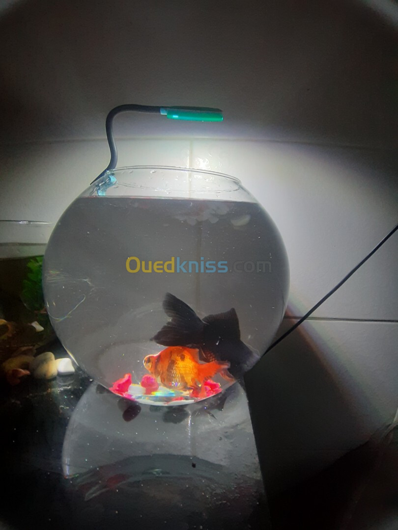 Aquabocal avec 2 Poisson et néant 