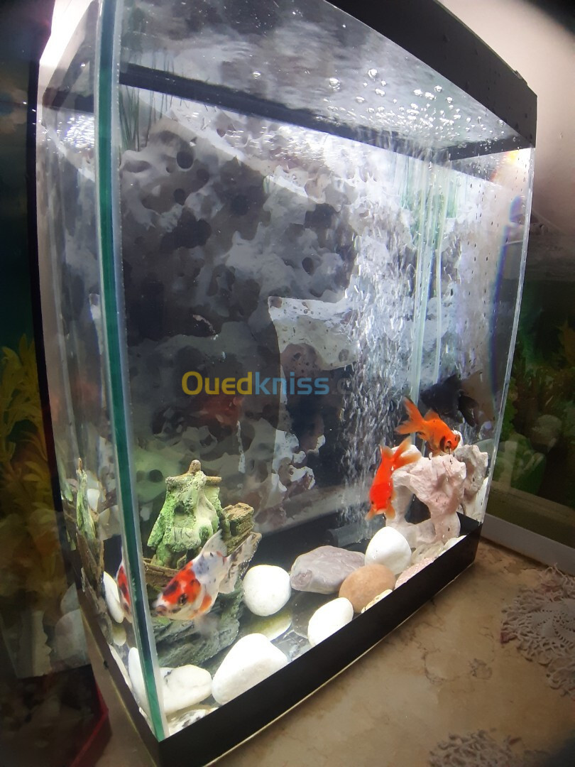 Aquarium 40 litres avec Poissons et accessoires complet 