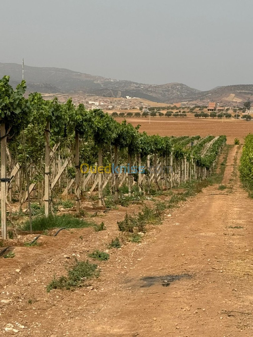 Vente Tlemcen Fellaoucene