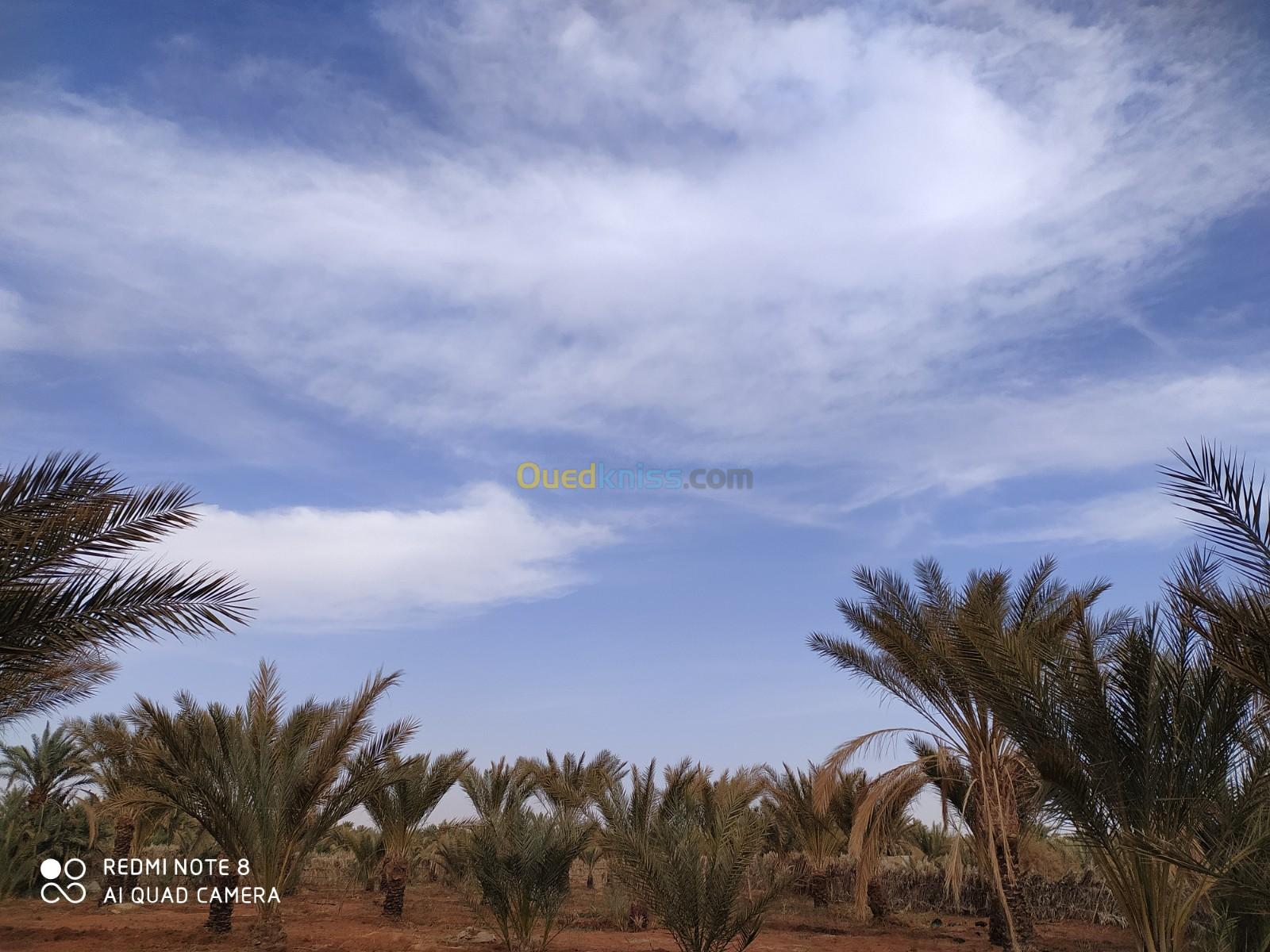 Vente Terrain Agricole Ouargla Ain beida