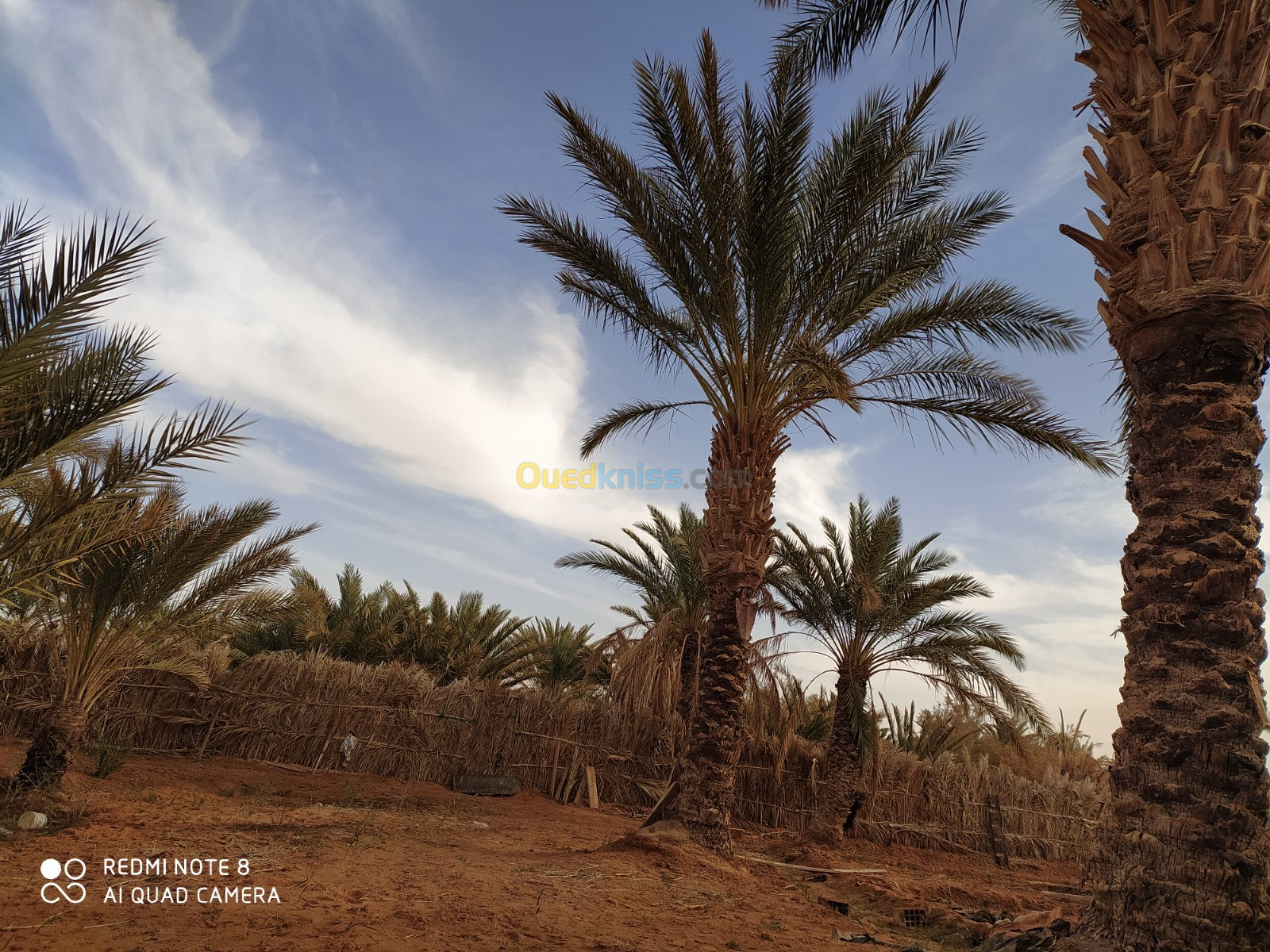 Vente Terrain Agricole Ouargla Ain beida