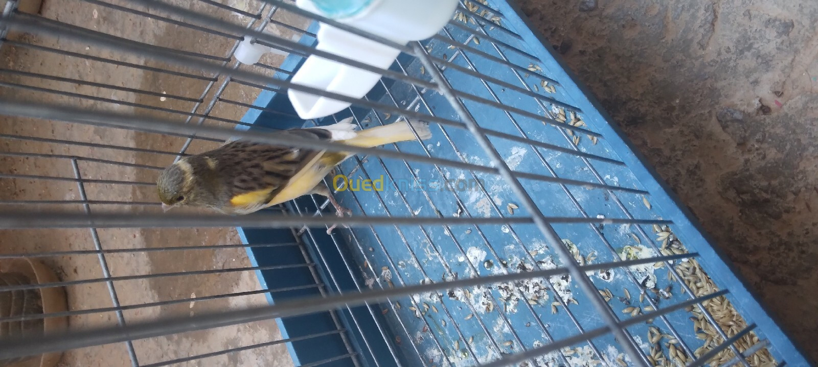 Vente d oiseaux Canari