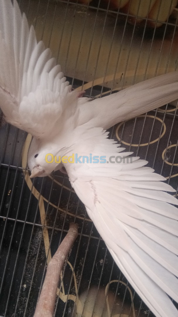 Oiseau  calopsitte malle albino