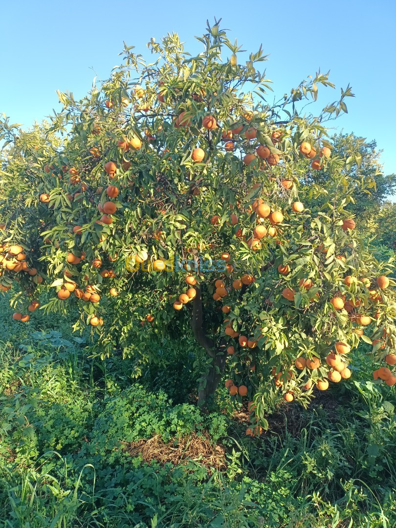 Clémentine 