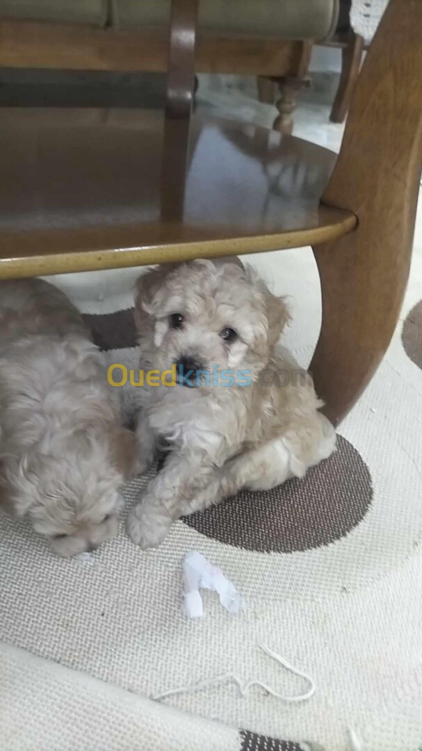 Chiots bichon (caniche) nain