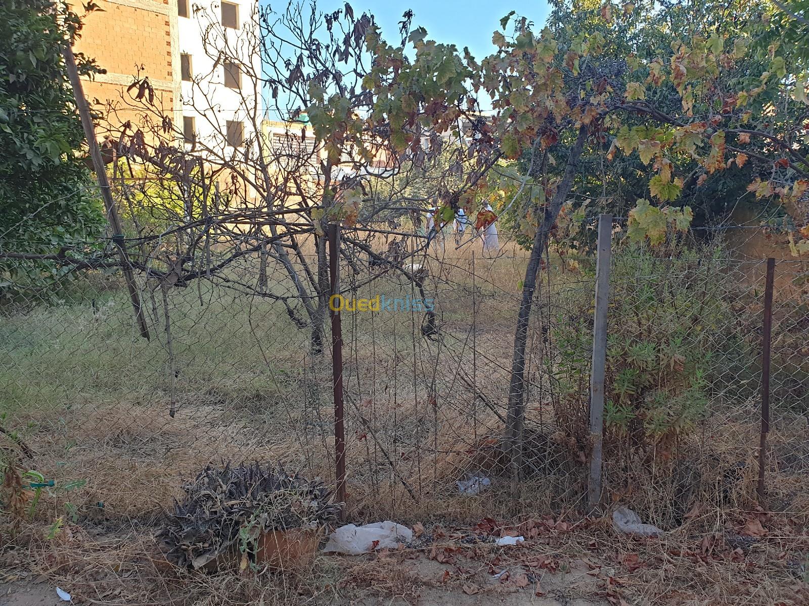 Vente Terrain Boumerdès Boudouaou