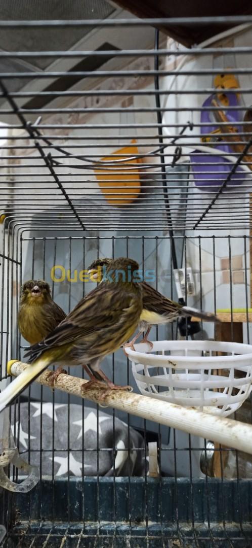 Canaris adultes 