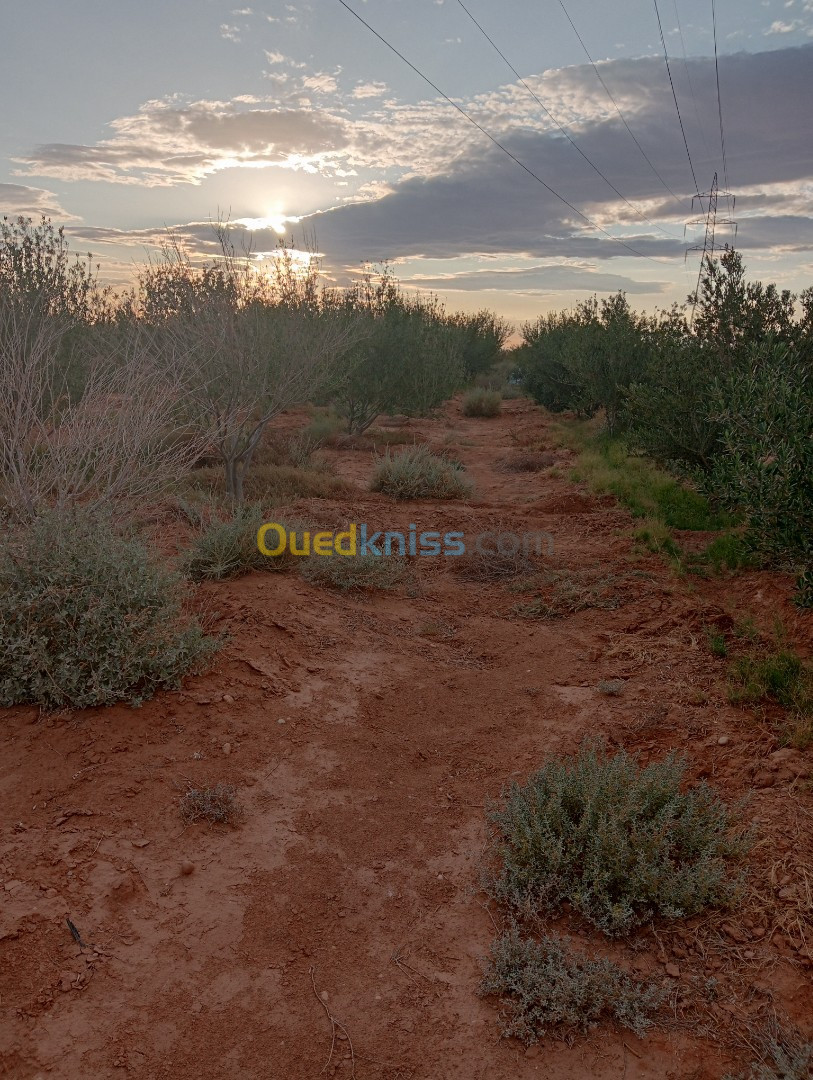 Vente Terrain Agricole Biskra Oumache