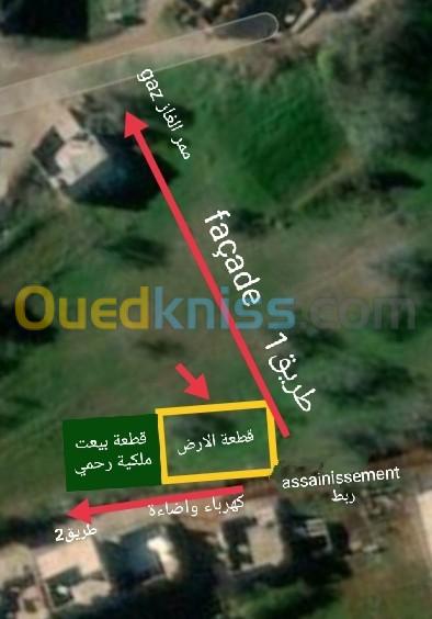 Vente Terrain Tlemcen Souahlia