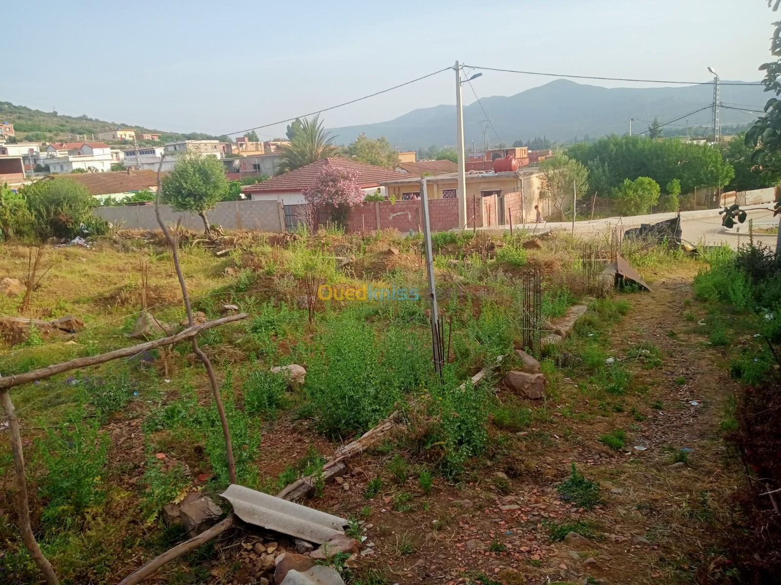 Vente Terrain El taref Ben mehdi