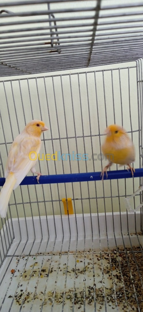 Couple canari