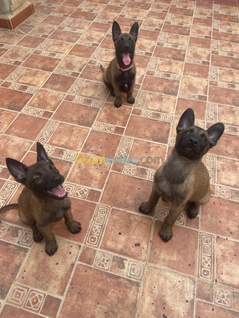 Malinois 