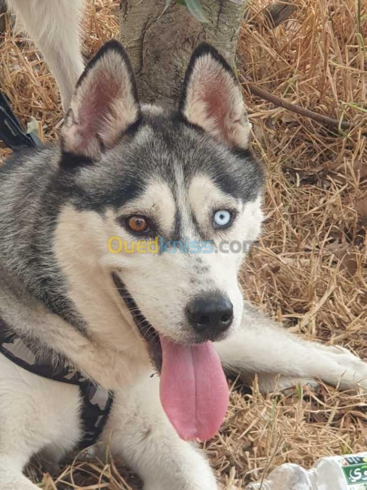  husky mâle et femelle