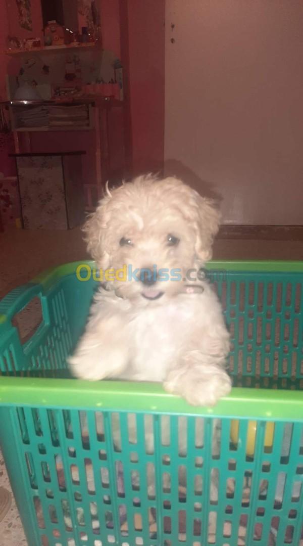 Chien bichon