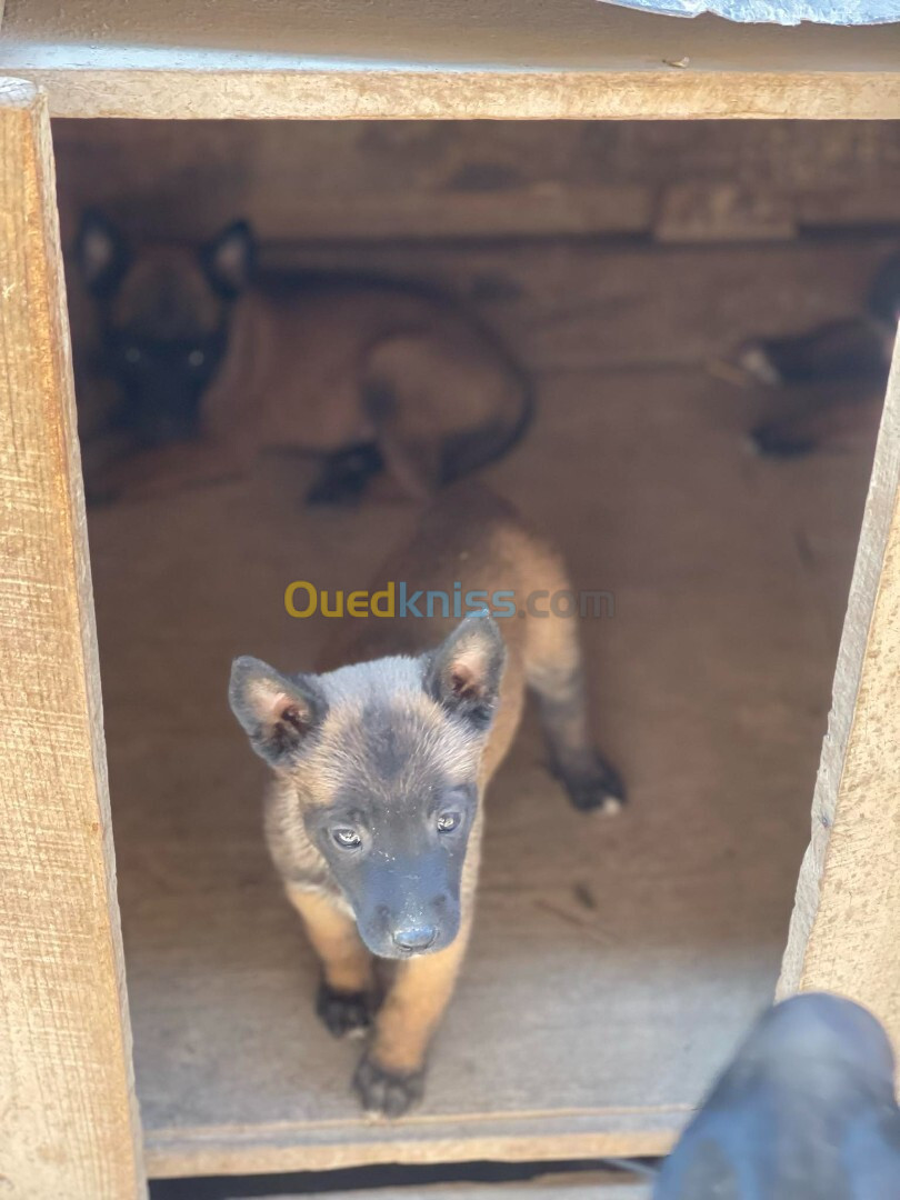 Des chiots malinois Pure Race andhom 27 jr 