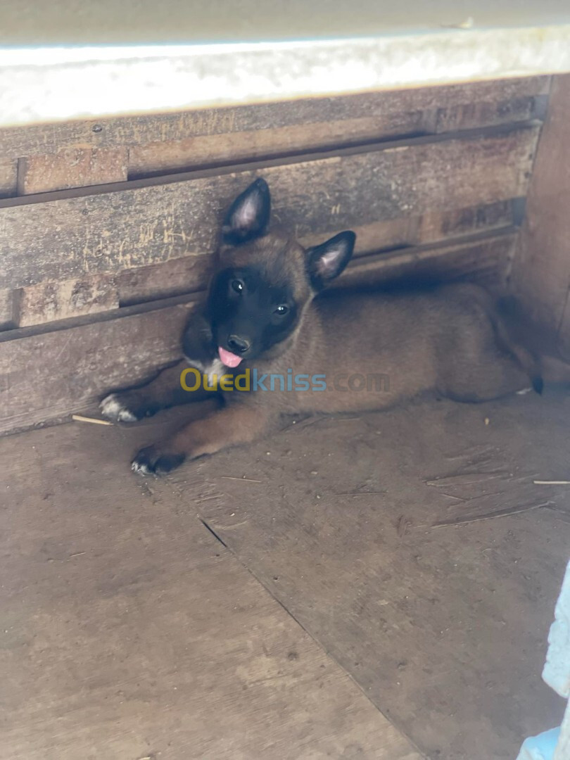 Des chiots malinois Pure Race andhom 27 jr 