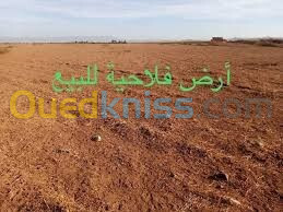 Vente Terrain Agricole Tlemcen Amieur