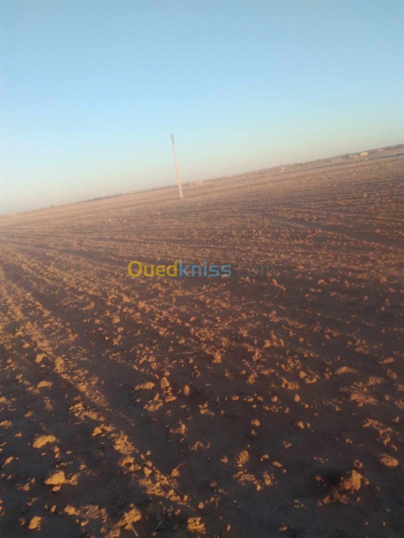 Vente Terrain Agricole Djelfa Birine