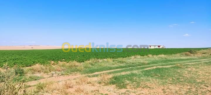 Vente Terrain Agricole Djelfa Birine